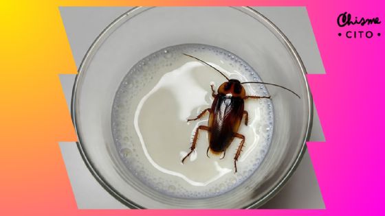 Leche de cucaracha: ¿qué es y por qué los científicos aseguran que es el superalimento del futuro?