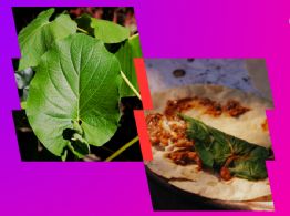 ¿La hoja santa es tóxica?: esto dicen los expertos sobre los riesgos y beneficios de consumirla