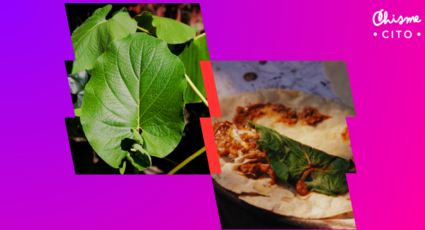 ¿La hoja santa es tóxica?: esto dicen los expertos sobre los riesgos y beneficios de consumirla