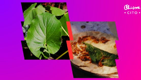 ¿La hoja santa es tóxica?: esto dicen los expertos sobre los riesgos y beneficios de consumirla