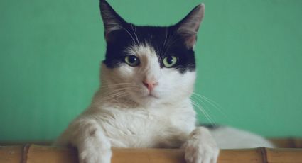 ¿Por qué las fotos de gatos invadieron las redes sociales?