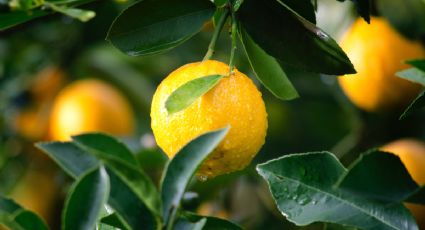 Así se podrá curar un limonero enfermo