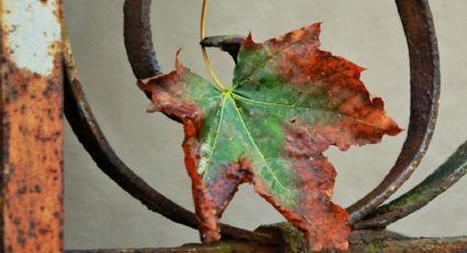 Así podrás saber si a tus plantas les falta hierro