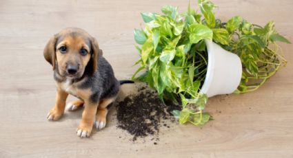 4 plantas que son tóxicas para los animales