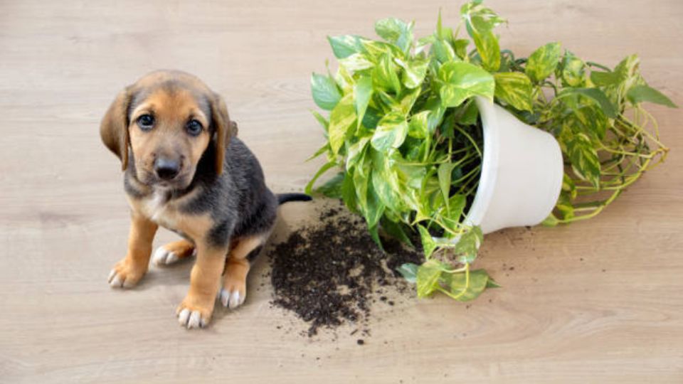 Hay plantas que son tóxicas para mascotas