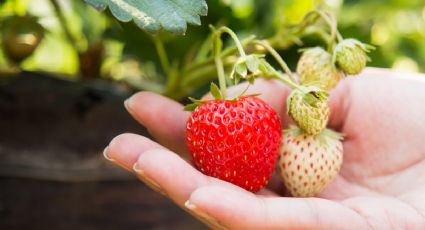 ¿Cómo cultivar fresas en mi jardín?