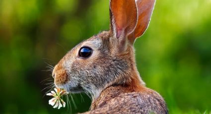 Reto visual: ¿Puedes encontrar el conejo oculto entre los gatos?