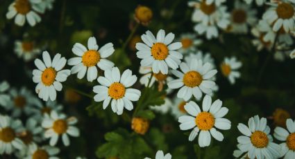 Estas son las plantas medicinales para primeros auxilios