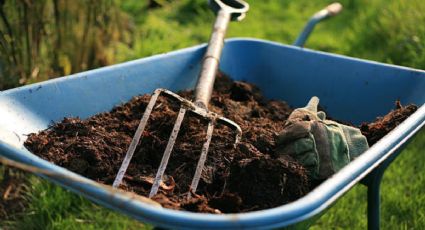 ¿Cómo reutilizar la ceniza de leña para beneficiar a tu jardín?