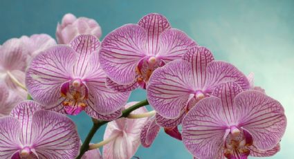 Jardinería: aprende a hacer un trasplante de orquídeas