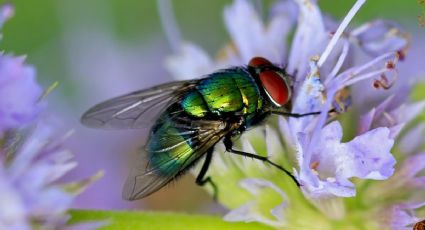 3 aromatizantes para eliminar moscas en primavera