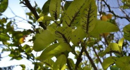 Conoce la plaga que daña a los árboles cítricos