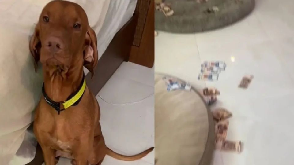 Un perro destruyó los dólares de su dueña y se volvió viral