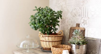 Esto sucederá si colocas un árbol de jade en la cocina, según el Feng Shui