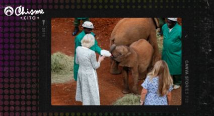 La reina Camilla le dio de comer a elefantes en Kenia y se volvió viral