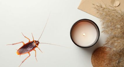 Solo con una vela, dile adiós a las cucarachas en poco tiempo