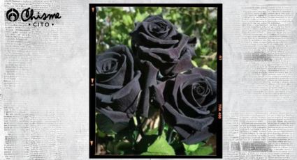 Rosas negras o rosas de la muerte: la flor que nadie quiere recibir