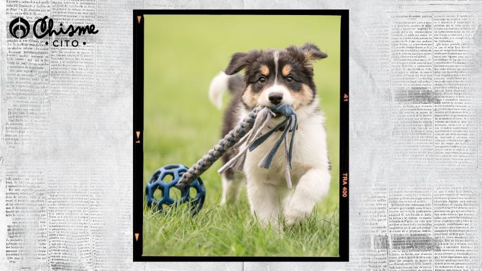 Tu cachorro debe realizar este ejercicio para crecer sano.