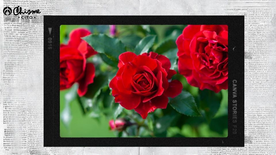 Si amas las rosas, sigue este secreto de maestros jardineros en invierno.