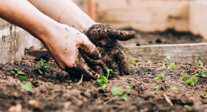 Conoce el hongo que puede matar a tus plantas