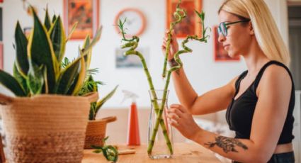 3 plantas de interior que decorarán tu casa y no necesitan mucho cuidado