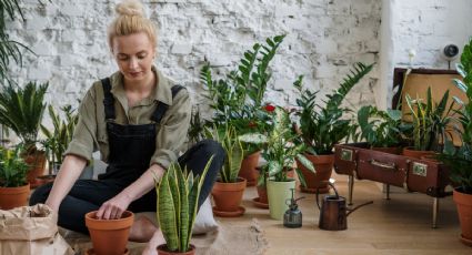 3 plantas medicinales para hacer jardín de infusiones