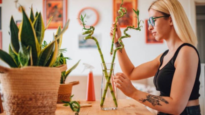 3 cosas que deberás quitar de casa si no quieres atraer malas energías, según el Feng Shui