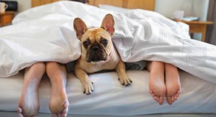 3 razas de perros que no pierden pelo y podrás tener en tu cama