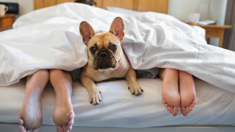 3 razas de perros que no pierden pelo y podrás tener en tu cama