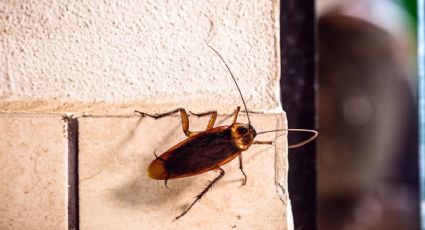 Ten cuidado al ver una cucaracha: esto sucederá si la pisas