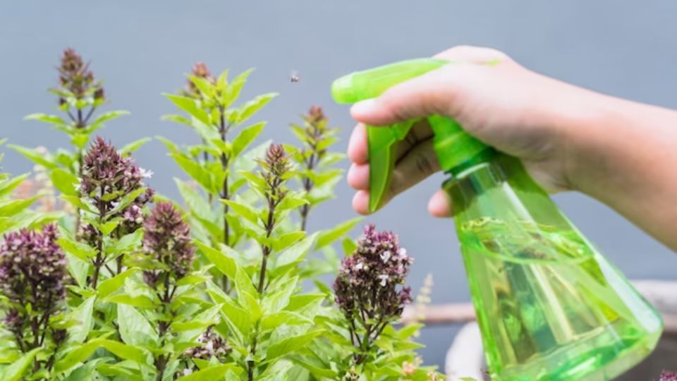 Así podrás usar el vinagre en tus plantas de interior