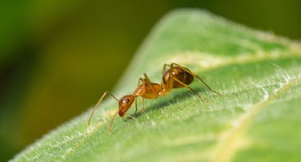 Despídete de las hormigas de tu jardín con este insecticida casero infalible