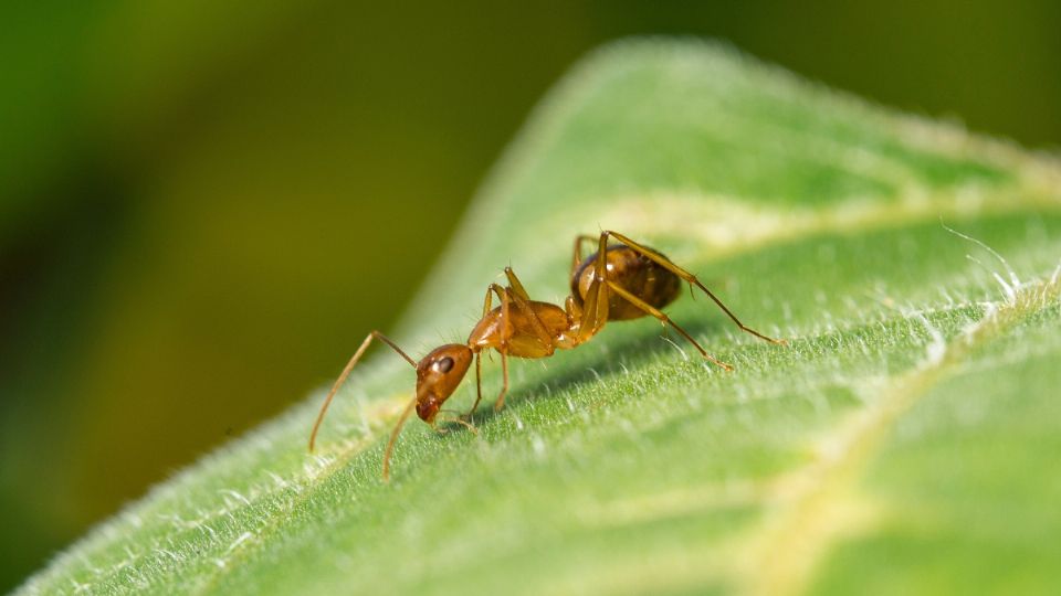 Las hormigas abandonarán tu jardín en cuestión de días