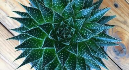 3 claves para proteger el aloe aristata, la suculenta del momento