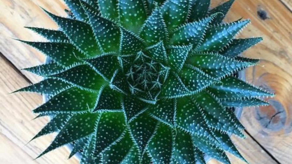 Aloe Aristata es una de las suculentas más famosas del último año.