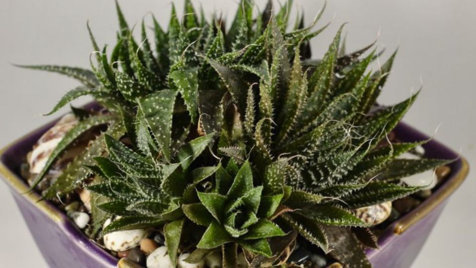 Aloe aristata, la suculenta más hermosa