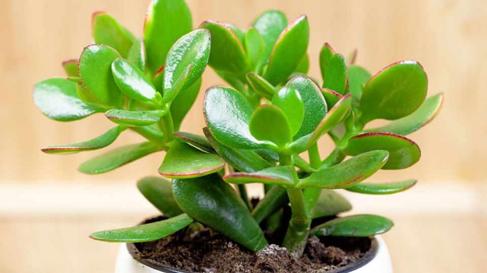 Esta es la clave para cultivar un árbol de jade