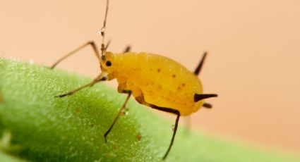 Elimina las plagas de pulgones de tu jardín con este plaguicida casero infalible