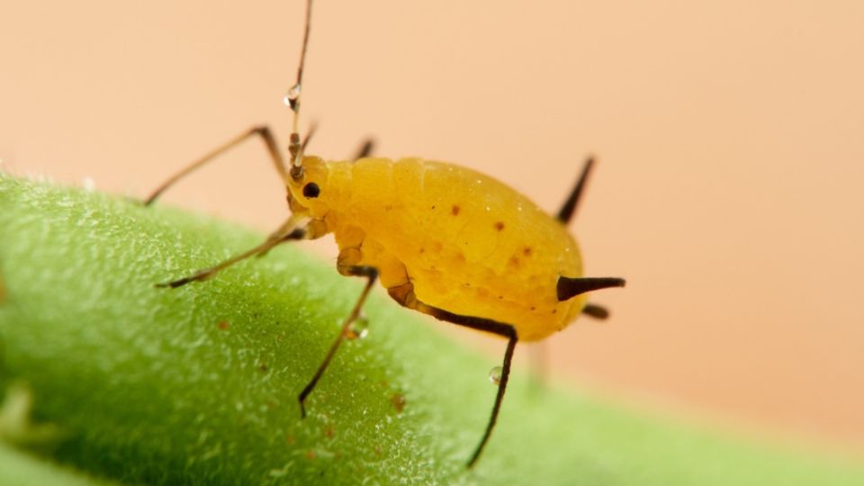 Elimina los pulgones de tu jardín con este plaguicida casero infalible