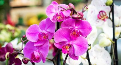 Orquídeas: conoce cuál es el abono perfecto para potenciar su crecimiento