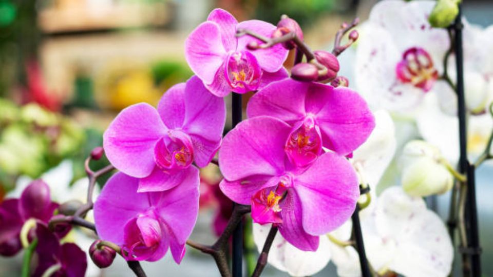 Una de las plantas con flores más bonitas y que son aptas para tener en casa, son las orquídeas.