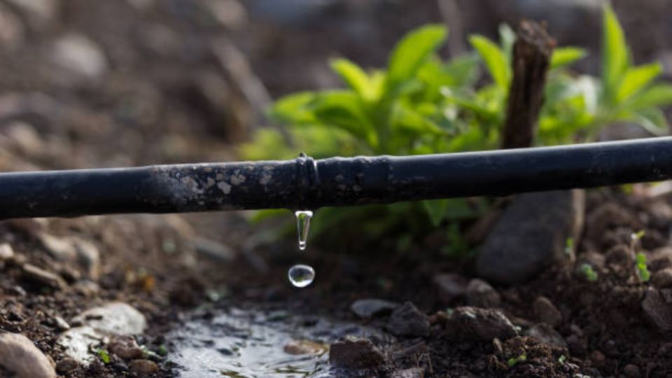 Una forma muy conocida de riego es el riego por goteo que es una técnica para suministrar agua a tus plantas de forma eficiente que es bastante popular en la agricultura y la jardinería.