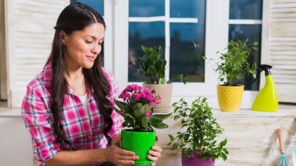 El clavo de olor es una de las plantas más hermosas y aromáticas