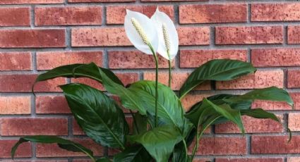 Una cucharada de este abono y tu cuna de moisés nunca saldrá con flores amarillas