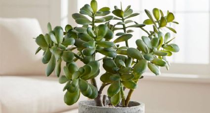 Conoce el insecticida casero perfecto para tu árbol de jade