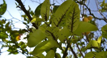 Cómo saber si tus árboles frutales tienen plagas