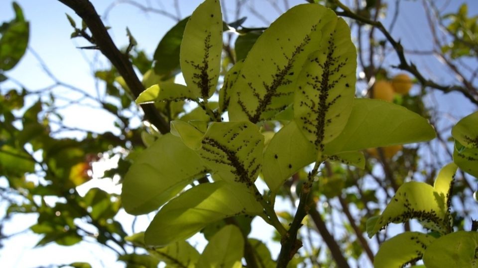 Los árboles frutales pueden sufrir de plagas.