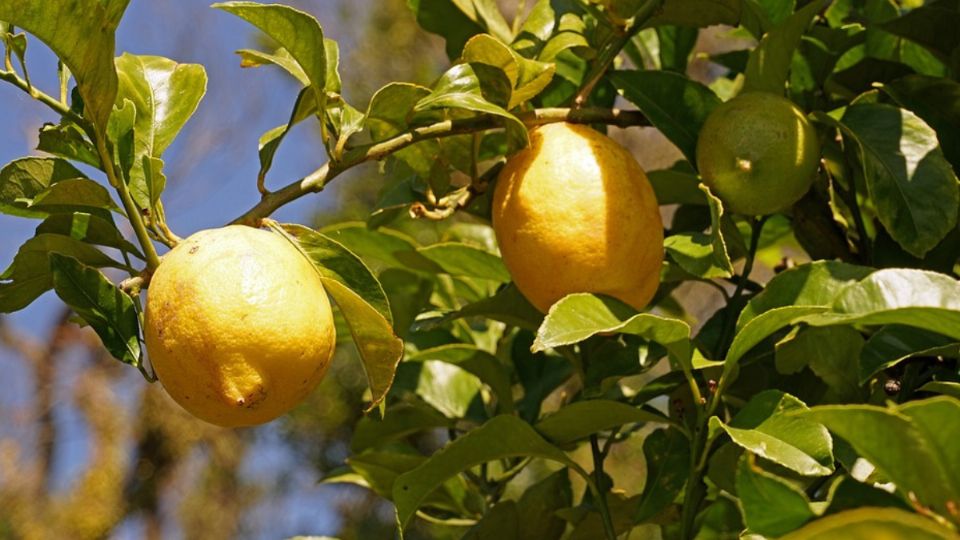 Así podrás tener una gran cantidad de limones