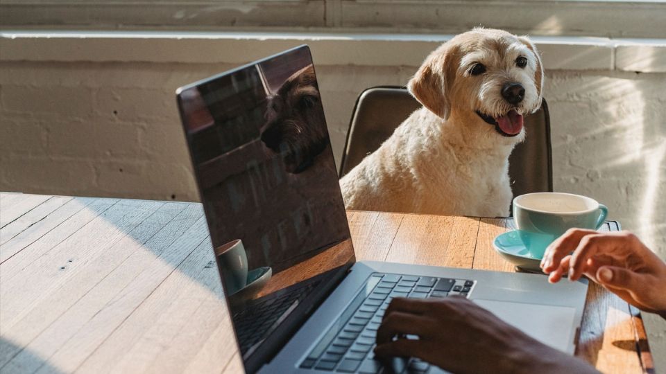 Tu perro podrá aprovechar tu consumo diario de café con estos simples trucos.