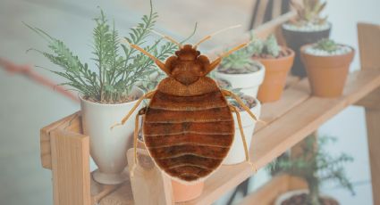 2 plantas aromáticas que te ayudarán a ahuyentar las plagas de chinches de casa